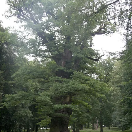 דירה Dachgeschoss *